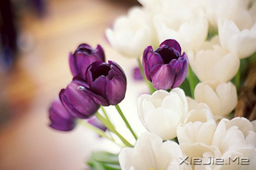 早安心语:如果时间可以倒退,一切也就不再珍贵 (4)